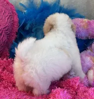 Butter Rose, a female Maltipoo for sale in Birch Tree, MO – 10 of 10