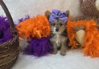 Rose , a female Morkie for sale in Birch Tree, MO – Photo 5 of 5