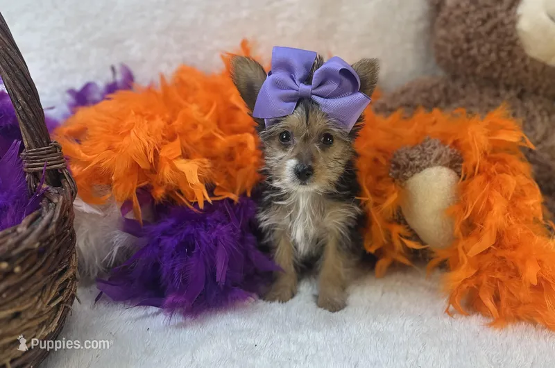 Rose , a female Morkie for sale in Birch Tree, MO – Photo 1 of 5