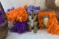 Rose , a female Morkie for sale in Birch Tree, MO – Photo 1 of 5