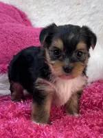 Ivy, a female Morkie for sale in Birch Tree, MO – 4 of 9