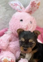 Charity, a female Morkie for sale in Birch Tree, MO – 3 of 8