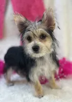 Ivy, a female Morkie for sale in Birch Tree, MO – 6 of 10
