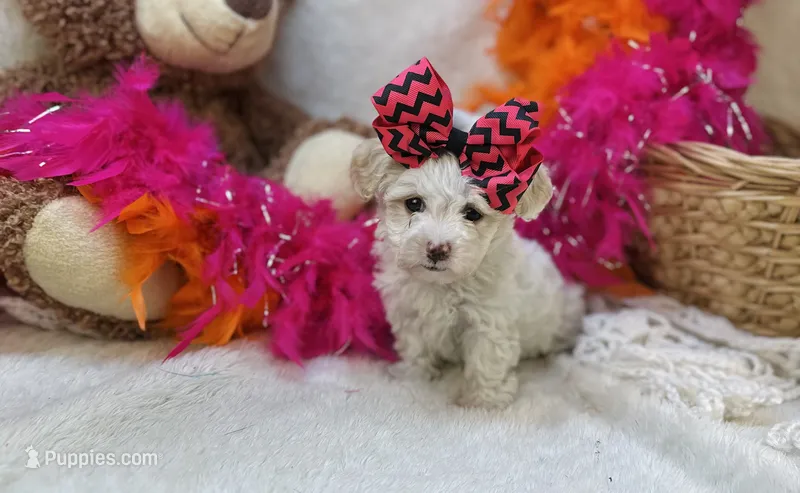 Marshmallow  – Morkie puppy for sale in Birch Tree, MO
