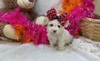 Marshmallow , a female Morkie for sale in Birch Tree, MO – 1 of 5
