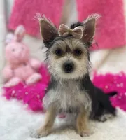 Ivy, a female Morkie for sale in Birch Tree, MO – 5 of 10