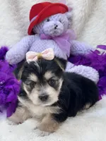 Sweet Cookie, a female Morkie for sale in Birch Tree, MO – 1 of 10