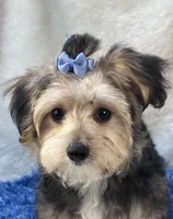 Festus, a male Morkie for sale in Birch Tree, MO – 5 of 10