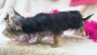 Ivy, a female Morkie for sale in Birch Tree, MO – 7 of 10
