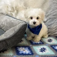 Dash , a male Maltipoo for sale in Birch Tree, MO – Photo 1 of 6