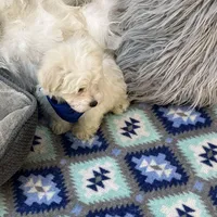 Dash , a male Maltipoo for sale in Birch Tree, MO – Photo 3 of 6