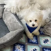 Dash , a male Maltipoo for sale in Birch Tree, MO – Photo 6 of 6