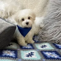 Dash , a male Maltipoo for sale in Birch Tree, MO – Photo 5 of 6