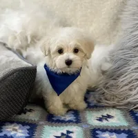 Dash , a male Maltipoo for sale in Birch Tree, MO – Photo 4 of 6