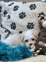 Barley, a male Maltipoo for sale in Birch Tree, MO – 10 of 10