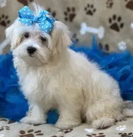 Chip, a male Maltese for sale in Birch Tree, MO – 6 of 10