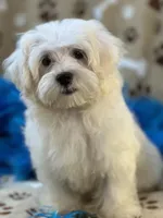 Chip, a male Maltese for sale in Birch Tree, MO – 5 of 10