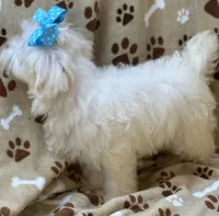 Chip, a male Maltese for sale in Birch Tree, MO – 4 of 10