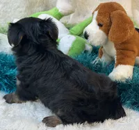 Millie Jean, a female Yorkipoo for sale in Birch Tree, MO – 3 of 10