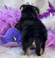 Melody, a female Morkie for sale in Birch Tree, MO – 3 of 10
