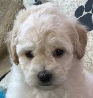 Ava Jean, a female Bichpoo for sale in Birch Tree, MO – 2 of 10