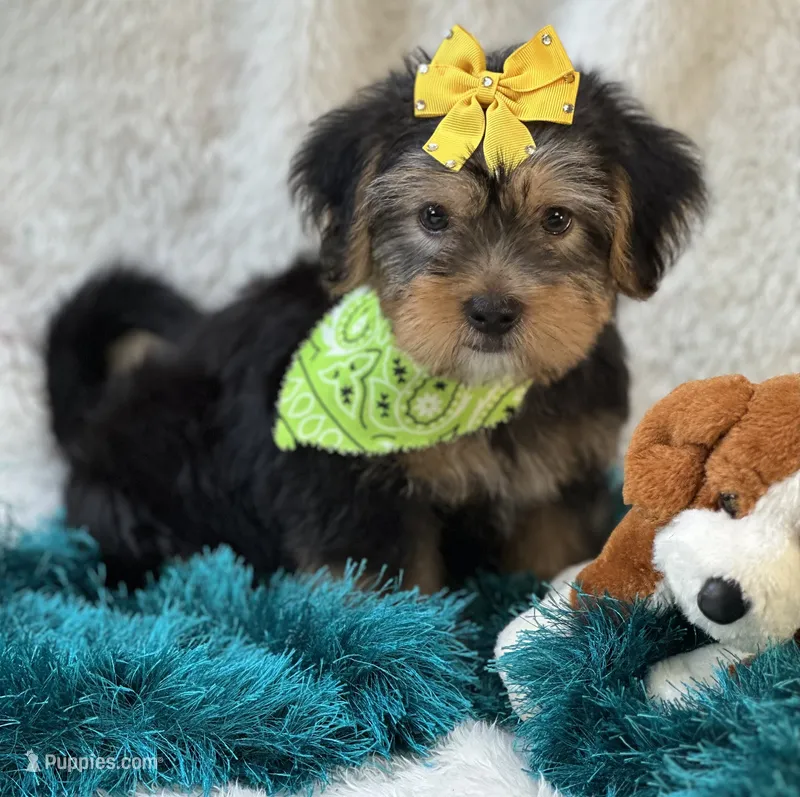 Oliver – Shorkie puppy for sale in Birch Tree, MO
