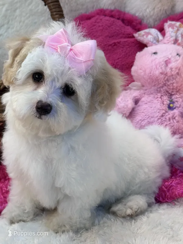 Skittles  – Maltipoo puppy for sale in Birch Tree, MO