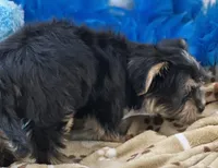 Banjo, a male Morkie for sale in Birch Tree, MO – 3 of 9