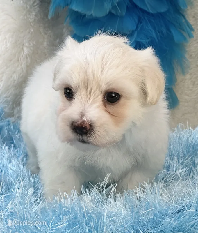Camelot – Maltipoo puppy for sale in Birch Tree, MO