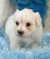 Camelot, a male Maltipoo for sale in Birch Tree, MO – 1 of 9