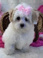 Skittles , a female Maltipoo for sale in Birch Tree, MO – 5 of 10