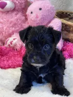 Tootsie, a female Yorkipoo for sale in Birch Tree, MO – 8 of 10