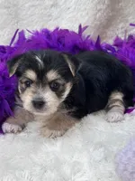 Sweet Cookie, a female Morkie for sale in Birch Tree, MO – 7 of 10