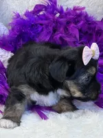 Twinkie, a female Yorkipoo for sale in Birch Tree, MO – 8 of 10