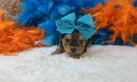 Eden , a female Morkie for sale in Birch Tree, MO – 1 of 5