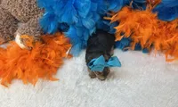 Eden , a female Morkie for sale in Birch Tree, MO – 2 of 5