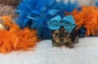 Eden , a female Morkie for sale in Birch Tree, MO – 5 of 5