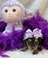 Tinker, a female Morkie for sale in Birch Tree, MO – 4 of 10