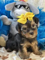 Sweet Winston, a male Yorkipoo for sale in Birch Tree, MO – 10 of 10