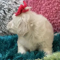 Honey Dew, a female Maltipoo for sale in Birch Tree, MO – 7 of 10