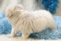 Camelot, a male Maltipoo for sale in Birch Tree, MO – 4 of 9