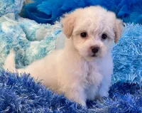Benji, a male Maltipoo for sale in Birch Tree, MO – 6 of 10