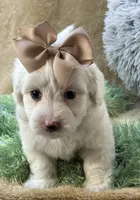 Buttercup, a male Maltipoo for sale in Birch Tree, MO – 9 of 10