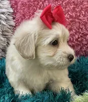 Honey Dew, a female Maltipoo for sale in Birch Tree, MO – 8 of 10