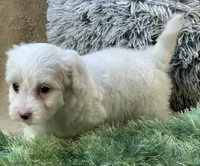 Buttercup, a male Maltipoo for sale in Birch Tree, MO – 10 of 10
