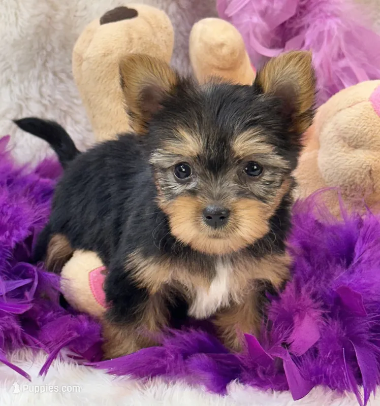 Charity – Morkie puppy for sale in Birch Tree, MO