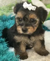 Millie Jean, a female Yorkipoo for sale in Birch Tree, MO – 5 of 10