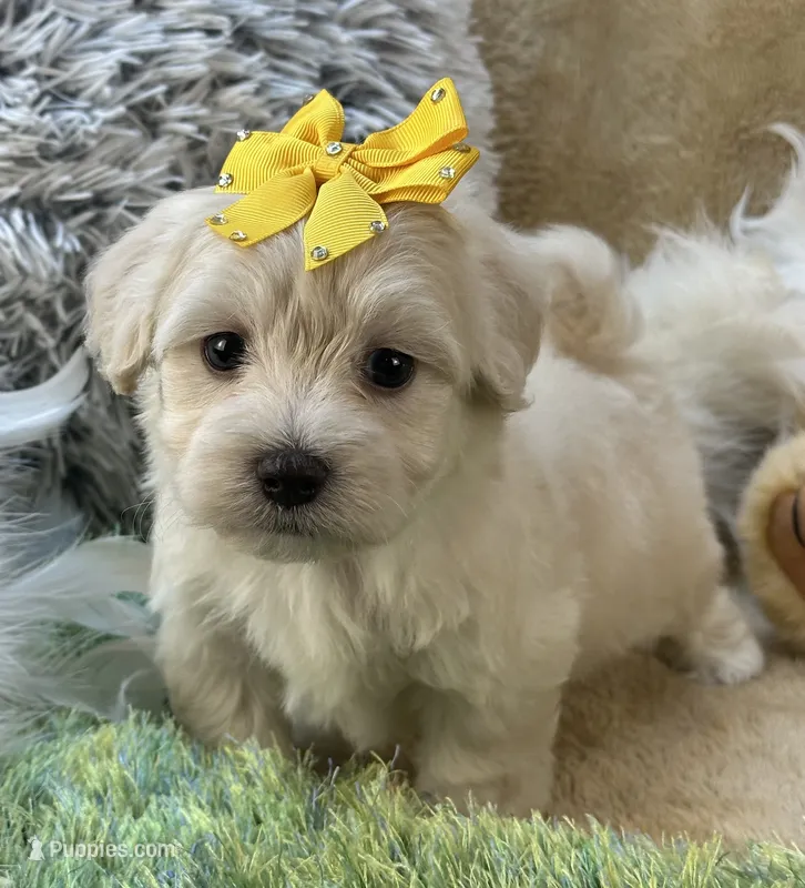 Franklin – Maltipoo puppy for sale in Birch Tree, MO