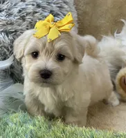 Franklin, a male Maltipoo for sale in Birch Tree, MO – 1 of 10