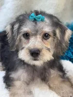 Dylan, a male Morkie for sale in Birch Tree, MO – 3 of 10